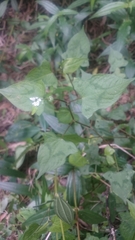 Persicaria biconvexa