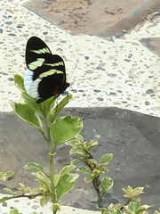 Heliconius eleuchia