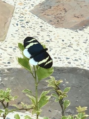 Heliconius eleuchia