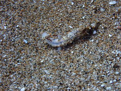 Hypselodoris bertschi