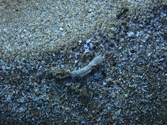 Hypselodoris bertschi