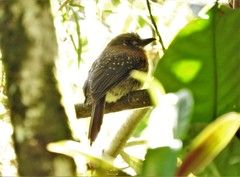 Malacoptila mystacalis