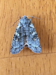 Lithophane pertorrida