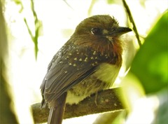 Malacoptila mystacalis