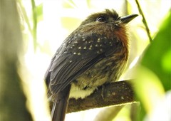 Malacoptila mystacalis