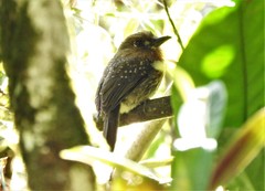 Malacoptila mystacalis