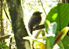 Malacoptila mystacalis