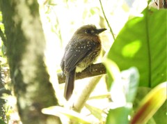 Malacoptila mystacalis