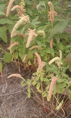 Amaranthus hypochondriacus