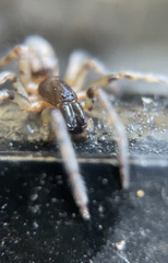 Segestria florentina