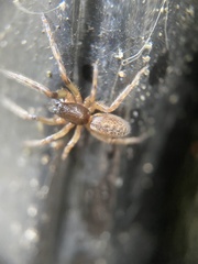 Segestria florentina