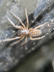 Segestria florentina