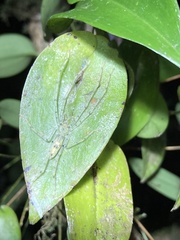 Anaptomecus longiventris image