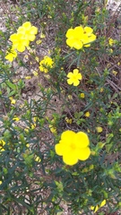 Cistus calycinus