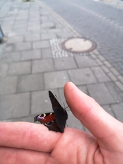 Aglais io