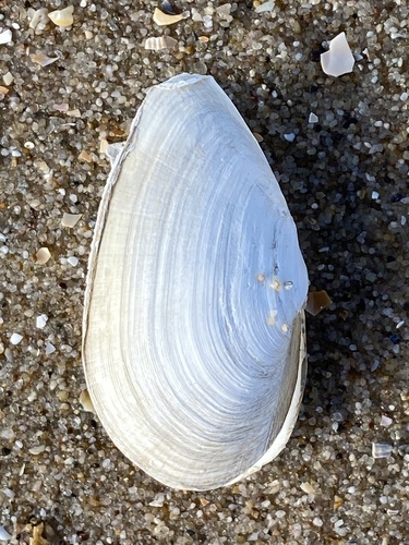 Soft-shelled Clam