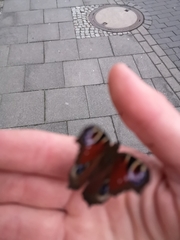 Aglais io