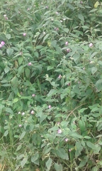 Lantana megapotamica