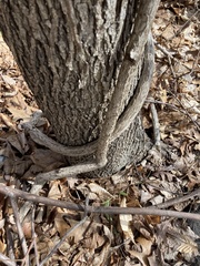 Celastrus orbiculatus