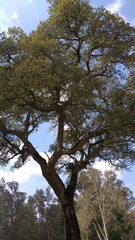 Quercus suber