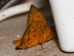 Bungalotis diophorus
