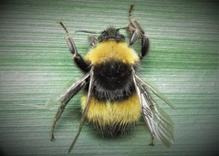 Bombus haematurus
