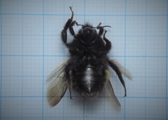 Bombus haematurus