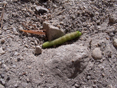Smerinthinae