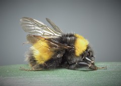 Bombus haematurus