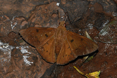 Dyscophellus ramusis