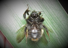 Bombus haematurus
