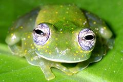 Sachatamia albomaculata