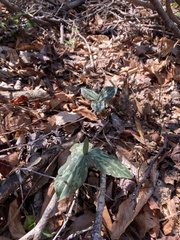 Trillium cuneatum