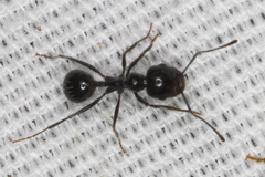 Veromessor pergandei