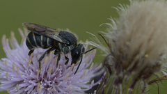Stelis punctulatissima