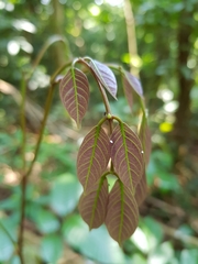 Archidendron jiringa