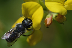 Osmia caerulescens