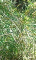 Cyperus textilis