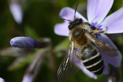 Andrena gravida