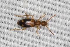 Stricticomus tobias