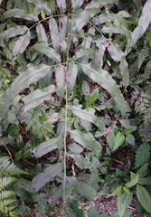 Coniogramme intermedia