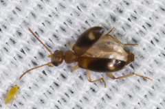 Stricticomus tobias