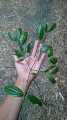 Cinnamomum subavenium