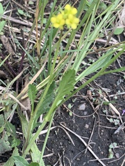 Rorippa nudiuscula