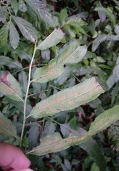 Coniogramme intermedia