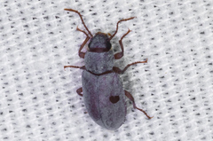 Chilometopon abnorme