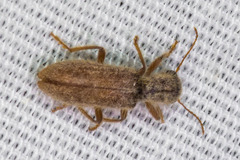 Cymatodera fuchsii