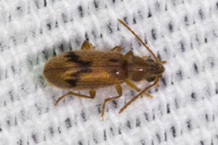 Notoxus desertus