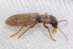Cymatodera fuchsii