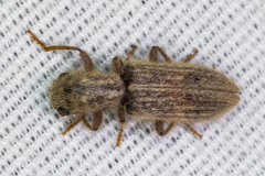 Cymatodera fuchsii